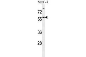 ZNF165 Antibody (Center) western blot analysis in MCF-7 cell line lysates (35 µg/lane). (ZNF165 抗体  (Middle Region))