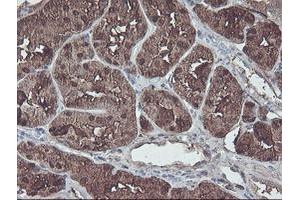 Image no. 2 for anti-Aminoacylase 1 (ACY1) antibody (ABIN1496455) (Aminoacylase 1 抗体)