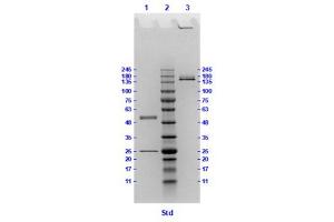 Coomassie stained SDS-PAGE results using Anti-Hemagglutinin (HA) (Mouse) Monoclonal Antibody clone 23F2 separated in a 4-20 % gradient gel.