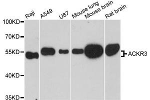 Western blot analysis of extracts of various cell lines, using ACKR3 antibody (ABIN6291935) at 1:3000 dilution. (CXCR7 抗体)