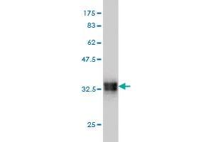 Western Blot detection against Immunogen (33. (SMOC1 抗体  (AA 150-221))