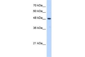 WB Suggested Anti-ERGIC3 Antibody Titration:  0. (ERGIC3 抗体  (C-Term))