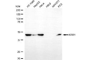 Western blotting analysis using KRR1 antibody (ABIN7799214). (KRR1 抗体)