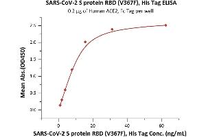 Immobilized Human ACE2, Fc Tag (ABIN6952465) at 2 μg/mL (100 μL/well) can bind SARS-CoV-2 S protein RBD (V367F), His Tag (ABIN6952630) with a linear range of 1-16 ng/mL (QC tested).