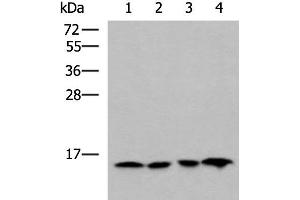 Western blot analysis of Jurkat HepG2 Hela and Raji cell lysates using MRPL42 Polyclonal Antibody at dilution of 1:800 (MRPL42 抗体)