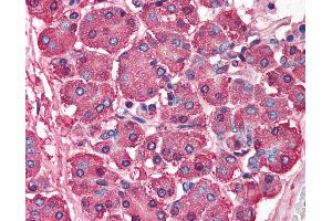 Anti-SKI antibody IHC of human pancreas. (SKI 抗体  (N-Term))