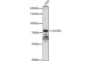 Western blot analysis of extracts of 293T cells, using OSGIN1 antibody (ABIN7269131) at 1:1000 dilution. (OSGIN1 抗体  (AA 1-200))