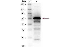 Western Blot of Rabbit anti-Human Serum Albumin Antibody Biotin Conjugated. (Albumin 抗体  (Biotin))