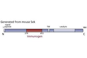 Image no. 3 for anti-EPH Receptor A4 (EPHA4) (AA 279-472) antibody (ABIN967994) (EPH Receptor A4 抗体  (AA 279-472))