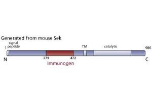 Image no. 3 for anti-EPH Receptor A4 (EPHA4) (AA 279-472) antibody (ABIN967994)