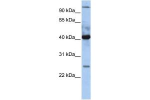 WB Suggested Anti-JUN Antibody Titration:  0. (C-JUN 抗体  (N-Term))