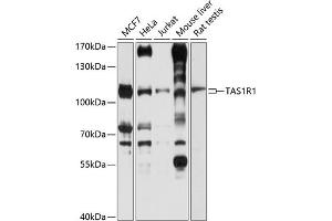 Western blot analysis of extracts of various cell lines, using TR1 antibody (ABIN6127936, ABIN6148862, ABIN6148863 and ABIN6214310) at 1:1000 dilution. (TAS1R1 抗体  (AA 330-567))