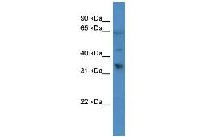 Western Blotting (WB) image for anti-Olfactory Receptor, Family 1, Subfamily D, Member 2 (OR1D2) (C-Term) antibody (ABIN2788165)