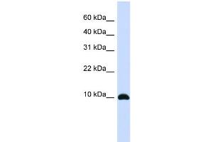 WB Suggested Anti-ID1 Antibody Titration:  0. (ID1 抗体  (Middle Region))