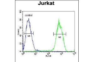 Flow cytometric analysis of Jurkat cells (right histogram) compared to a negative control cell (left histogram). (Protocadherin gamma Subfamily C, 3 (PCDHGC3) (AA 511-539) 抗体)