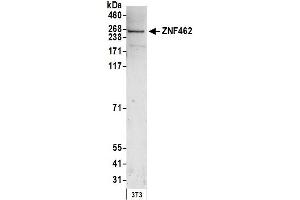 Western Blotting (WB) image for anti-Zinc Finger Protein 462 (ZNF462) (AA 2456-2506) antibody (ABIN7453414)
