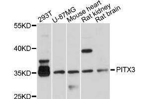Western blot analysis of extracts of various cell lines, using PITX3 antibody (ABIN4904771) at 1:1000 dilution. (PITX3 抗体)
