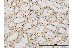 Immunoperoxidase of monoclonal antibody to NCOA4 on formalin-fixed paraffin-embedded human kidney. (NCOA4 抗体  (AA 505-614))