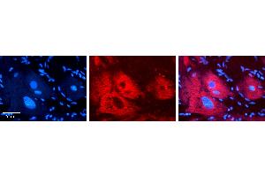 Rabbit Anti-EXT2 Antibody   Formalin Fixed Paraffin Embedded Tissue: Human heart Tissue Observed Staining: Cytoplasmic Primary Antibody Concentration: N/A Other Working Concentrations: 1:600 Secondary Antibody: Donkey anti-Rabbit-Cy3 Secondary Antibody Concentration: 1:200 Magnification: 20X Exposure Time: 0. (EXT2 抗体  (N-Term))