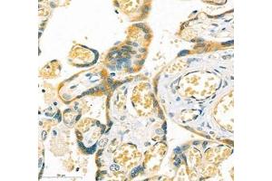 Immunohistochemistry of paraffin embedded human placenta using LOXL4 (ABIN7074541) at dilution of 1:400 (400x lens) (LOXL4 抗体)