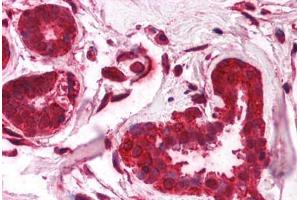 Human Breast (formalin-fixed, paraffin-embedded) stained with FOXO3 antibody ABIN214757 at 2. (FOXO3 抗体  (C-Term))