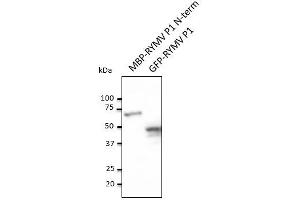 Anti-RYMV PI Ab at 1/1,000 dilution, MBP-RYMV PI N-term recombinant protein and HEK293 transfected cell lysate, rabbit polyclonal to goat lgG (HRP) at 1/10,000 dilution (RYMV P1 (N-Term) 抗体)