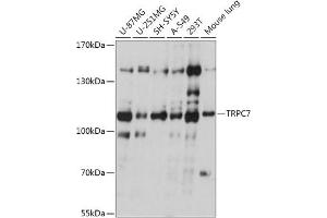 Western blot analysis of extracts of various cell lines, using TRPC7 antibody (ABIN7270919) at 1:1000 dilution. (TRPC7 抗体  (AA 720-780))