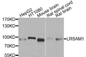 Western blot analysis of extracts of various cells, using LRSAM1 antibody. (LRSAM1 抗体)