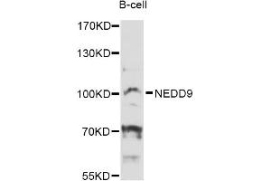 Western blot analysis of extracts of B-cell cells, using NEDD9 Antibody (ABIN6292119) at 1:3000 dilution. (NEDD9 抗体)