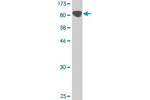 Western Blot detection against Immunogen (128. (Protocadherin gamma Subfamily C, 3 (PCDHGC3) (AA 1-934) 抗体)