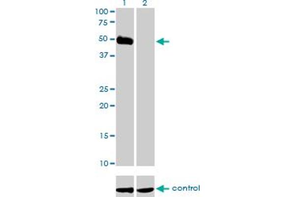 HCRTR2 Antikörper  (AA 1-54)