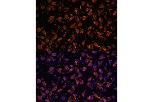 Immunofluorescence (IF) image for anti-Periaxin (PRX) (AA 1250-1350) antibody (ABIN7269215)