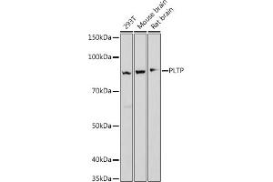 Western blot analysis of extracts of various cell lines, using PLTP antibody (ABIN7269357) at 1:1000 dilution. (PLTP 抗体)