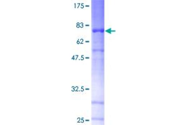Netrin G1 Protein (NTNG1) (AA 29-438) (GST tag)