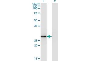 Western Blotting (WB) image for anti-Exosome Component 5 (EXOSC5) (AA 1-101) antibody (ABIN961177)
