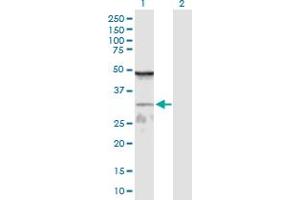 Western Blot analysis of WDR61 expression in transfected 293T cell line by WDR61 MaxPab polyclonal antibody. (WDR61 抗体  (AA 1-305))