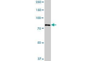 HBS1L MaxPab polyclonal antibody. (HBS1L 抗体  (AA 1-684))