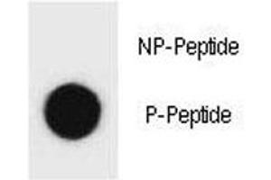 Dot Blot (DB) image for anti-Beclin 1, Autophagy Related (BECN1) (pSer64) antibody (ABIN3028501)