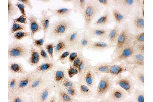 Anti-REA antibody, ICC ICC: A549 Cell (Prohibitin 2 抗体  (Middle Region))