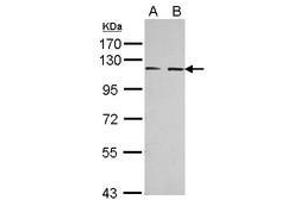 Image no. 2 for anti-EPH Receptor A3 (EPHA3) (AA 38-375) antibody (ABIN1498036) (EPH Receptor A3 抗体  (AA 38-375))