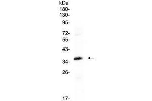 Western blot testing of human HepG2 cell lysate with CRX antibody at 0. (CRX 抗体  (AA 265-299))