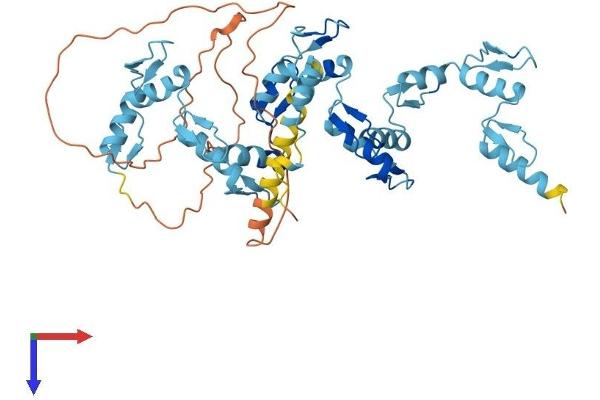 ZNF563 Protein (AA 1-476) (His tag)