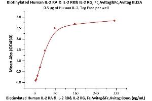 Immobilized Human IL-2, Tag Free (ABIN6386425,ABIN6388245) at 5 μg/mL (100 μL/well) can bind Biotinylated Human IL-2 RA & IL-2 RB& IL-2 RG, Fc,Avitag&Fc,Avitag with a linear range of 2-78 ng/mL (QC tested). (IL-2 R beta & IL-2 R alpha & IL-2 R gamma (AA 22-212), (AA 23-254), (AA 27-239) (Active) protein (Fc Tag,AVI tag,Biotin))