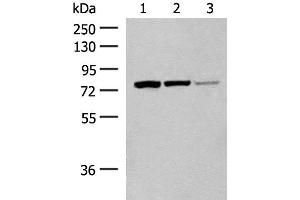 Western blot analysis of A172 cell Mouse liver tissue Hela cell lysates using HNF1A Polyclonal Antibody at dilution of 1:200 (HNF1A 抗体)