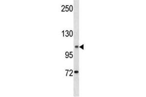 DOG1 antibody western blot analysis in K562 lysate (ANO1 抗体  (AA 453-482))