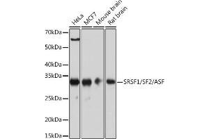 Western blot analysis of extracts of various cell lines, using SRSF1/SRSF1/SF2/ASF Rabbit mAb (ABIN7270213) at 1:1000 dilution. (SRSF1 抗体)