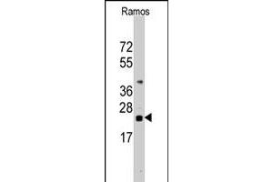 Western blot analysis of CD247 polyclonal antibody  in Ramos cell line lysates (35 ug/lane). (CD247 抗体  (N-Term))