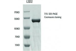 Western Blotting (WB) image for Lysine (K)-Specific Demethylase 1B (KDM1B) (full length) protein (GST tag) (ABIN2669723)