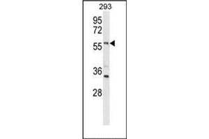 Western blot analysis of LMBR1L Antibody (C-term) in 293 cell line lysates (35ug/lane). (LMBR1L 抗体  (C-Term))