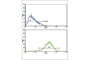 Flow Cytometry (FACS) image for anti-Enoyl-CoA, Hydratase/3-Hydroxyacyl CoA Dehydrogenase (EHHADH) antibody (ABIN3003844) (EHHADH 抗体)